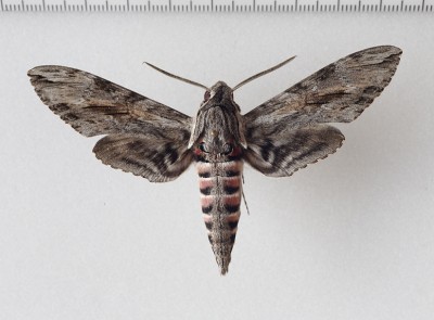 Agrius convolvuli   (Linnaeus, 1758)