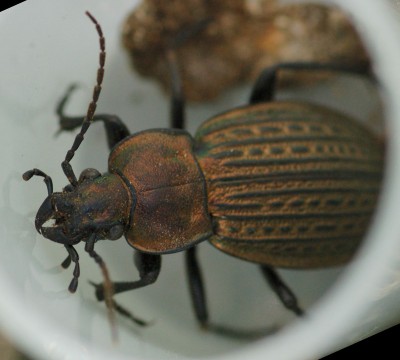 Carabus_1725.jpg