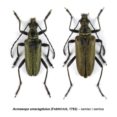 Acmaeops smaragdulus.jpg