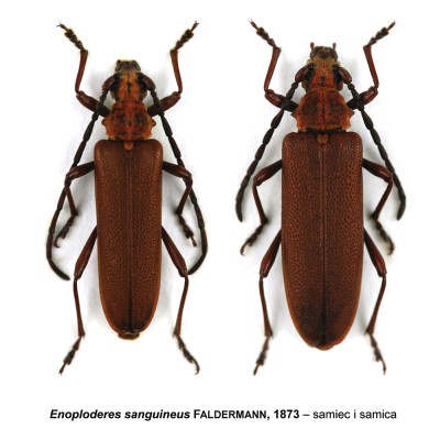 Enoploderes sanguineus.jpg