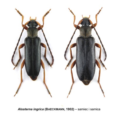 Alosterna ingrica.jpg