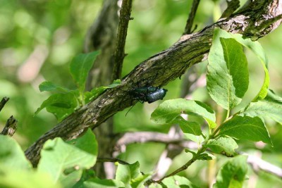 Pseudogaurotina excellens Poland 2010.jpg