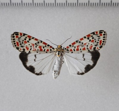 Utetheisa pulchella   (Linnaeus, 1758) - spotkana jedynie w dzień, w dolinie pewnego słonego potoku.