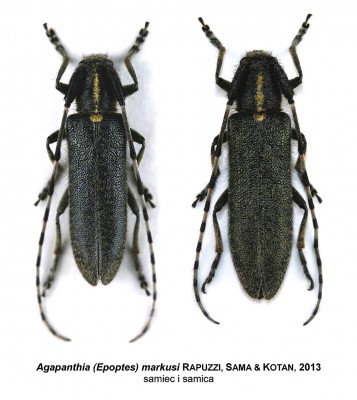 Agapanthia markusi.jpg