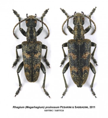 Rhagium pruinosum.jpg