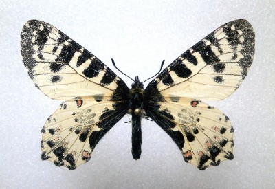 Zerynthia caucasica.JPG