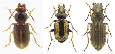 carabidae.jpg