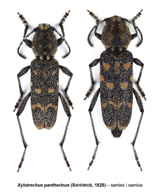 Xylotrechus pantherinus.jpg