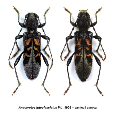 Anaglyptus luteofasciatus.jpg