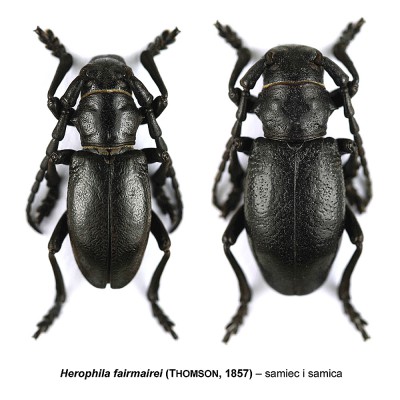 Herophila fairmairei.jpg