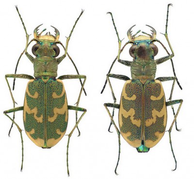 Cylindera arenaria..jpg