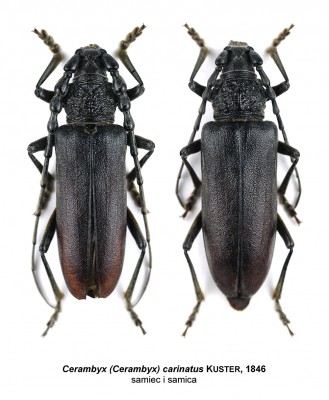 Cerambyx carinatus.jpg