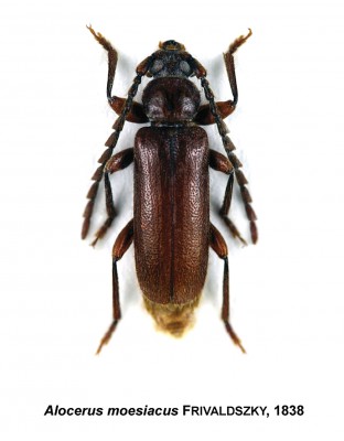 Alocerus moesiacus.jpg