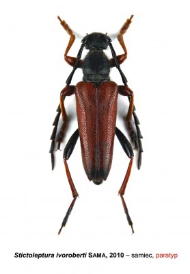 Stictoleptura ivoroberti.jpg