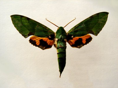 Euchloron megaera motyl.jpg