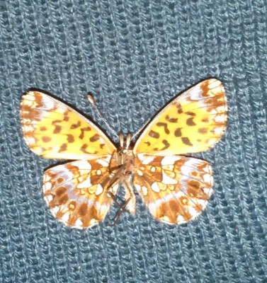 Boloria sp...jpg