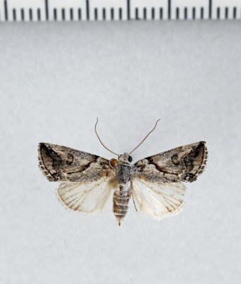 Bryophilopsis roederi (STANDFUSS, 1892)<br />W ramach Europy podawany z Turcji, jednakże wykazywany ze stanowisk leżących w Azji.