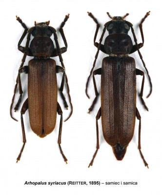 Arhopalus syriacus.jpg