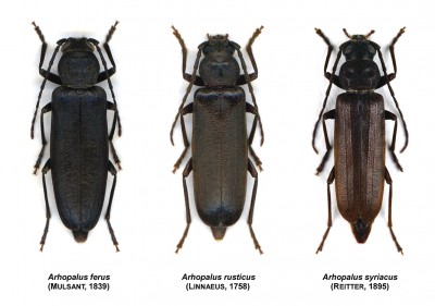 Arhopalus ferus, rusticus, syriacus.jpg