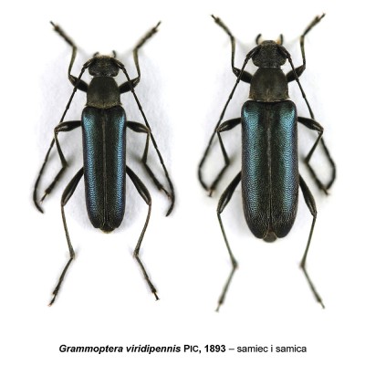 Grammoptera viridipennis.jpg