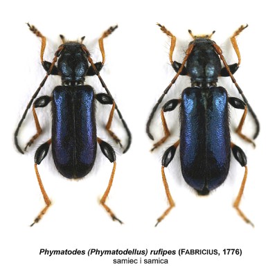 Phymatodes rufipes.jpg