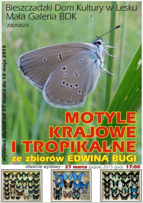 Motyle Edwina Bugi.jpg