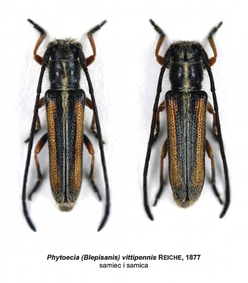 Phytoecia vittipennis.jpg