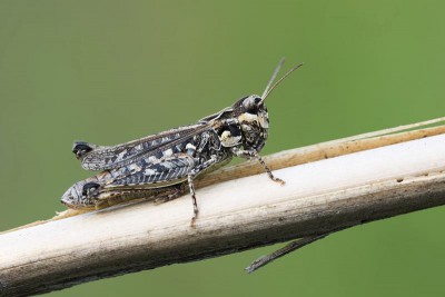 Acrididae.jpg