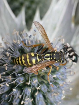 Polistes gallicus?