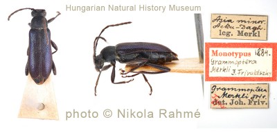 Grammoptera_merkli_monotype_web.jpg