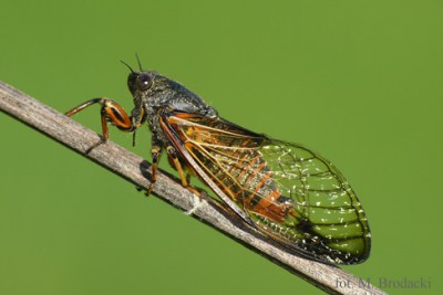 Cykada podolska (Cicadetta concinna)