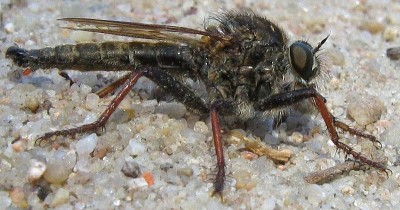 tu nie wiem, najbardziej pasuje mi Neomochtherus geniculatus lub któryś z Machimus sp., łąka przy lesie w pobliżu Zielonej Góry, wielkość ~20 mm