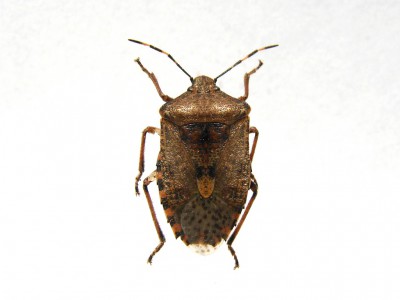 Rhaphigaster nebulosa.jpg