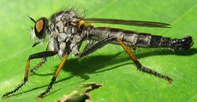 tego oznaczyłem jako Neoitamus cyanurus, nad brzegiem jeziora w pn Polsce, wielkość ~25 mm