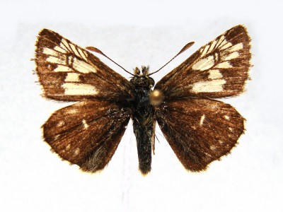 Pyrgus malvae f. taras.jpg