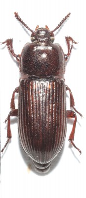 tenebrionidae_s.jpg