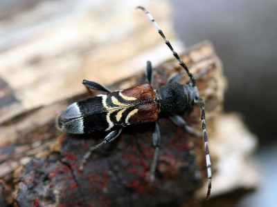 Polska, okolice Złotoryi, larwa (Corylus sp.) 12 IV 2015, imago 16 II 2016, leg. K. Sztaba, ex cult., det. A. Woźniak