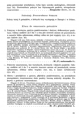 Meloidae - Klucz 1987 Stebnicka _Strona_2.png