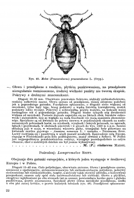 Meloidae - Klucz 1987 Stebnicka _Strona_3.png