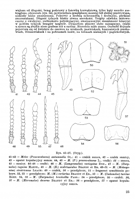 Meloidae - Klucz 1987 Stebnicka _Strona_6.png