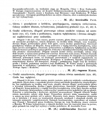 Meloidae - Klucz 1987 Stebnicka _Strona_7.png