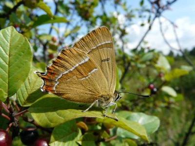 ogonczyk brzozowiec Thecla betulae.jpg