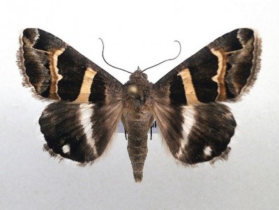 Grammodes stolida. Grecja, Kokkino Nero, 20 VI 2015, leg., det. A. Woźniak (34 mm)