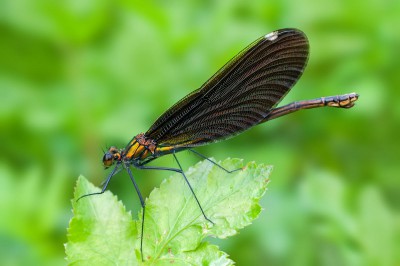 C. virgo samica androchromatyczna