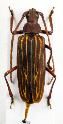 16 Megopis costipennis White, 1853.jpg