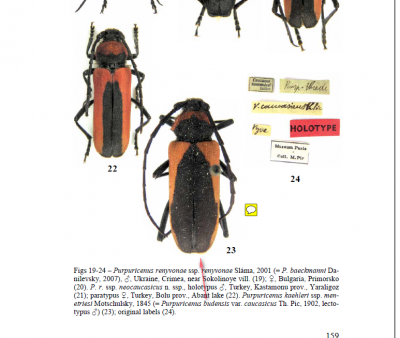 Purpuricenus budensis var. caucasicus Th. Pic, 1902 - LECTOTYPE -  to jest P.kaehleri!