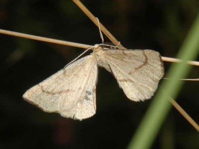 Hypoxystis pluviaria (Fabricius, 1787) - imago. 12.07.2008.