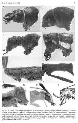 Fig. 2.4.10 Adults, head and prothorax lateral or laterodorsal.