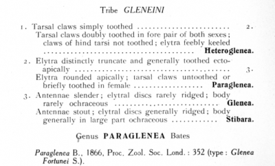 Stibara  - one toothed claws