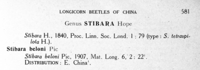 genus Stibara  - type species Stibara tetraspilota Hope, 1840 in Gressit 1951